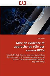 Mise En Évidence Et Approche Du Rôle Des Canaux Bkca