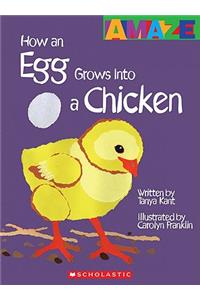 How an Egg Grows Into a Chicken