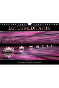 LOTUS MEDITATIFS 2018