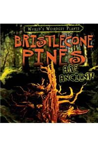 Bristlecone Pines Are Ancient!