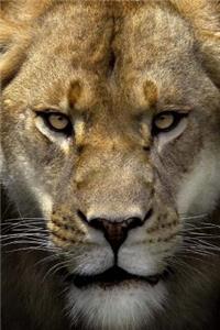 MindBlowing Cute Big Cats Journal 19
