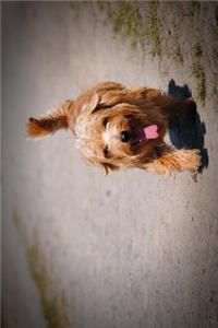 The Norfolk Terrier Dog Journal
