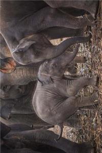 The Elephant Family Journal