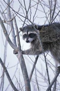 Raccoon in a Tree Journal