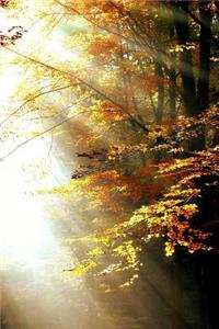 A Sunlit Forest in Autumn Journal