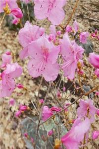 Journal Early Spring Pink Flowers