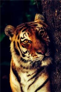 Lazy Tiger