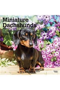 Dachshunds, Miniature 2021 Square