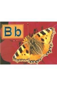 Bb
