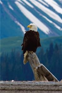 Bald Eagle Journal