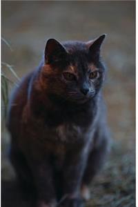 Kid's Petite Barn Cat Journal