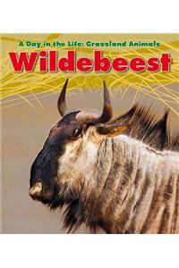 Wildebeest