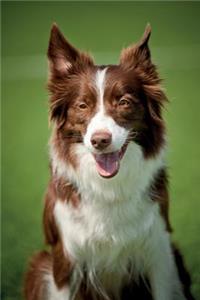 Border Collie May Notebook & Journal. Productivity Work Planner & Idea Notepad: Brainstorm Thoughts, Self Discovery, to Do List