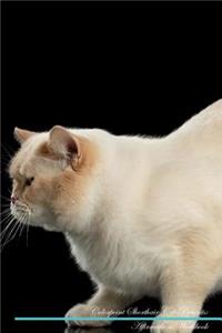 Colorpoint Shorthair Cat Affirmations Workbook Colorpoint Shorthair Cat Presents: Positive and Loving Affirmations Workbook. Includes: Mentoring Questions, Guidance, Supporting You.