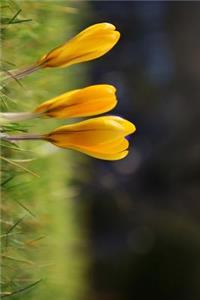 Three Yellow Crocus Flowers in a Field Journal