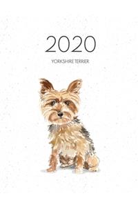 2020 Yorkshire Terrier