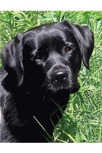 Black Labrador Puppy Notebook