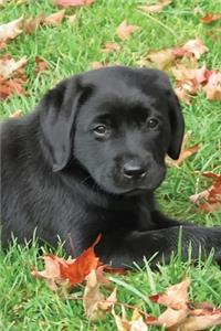 Black Lab Puppy Planner