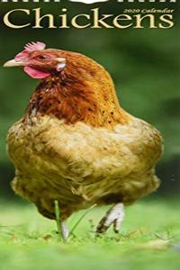 Chickens Slim Calendar 2020