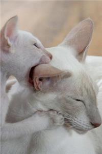 Nom Nom! Baby Kitten Playing with Mother Cat Journal