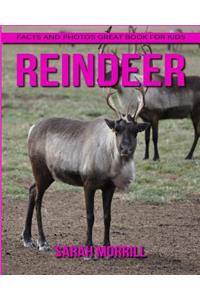 Reindeer