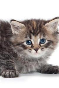 Siberian Kitten Spring Notebook & Journal. Productivity Work Planner & Idea Notepad