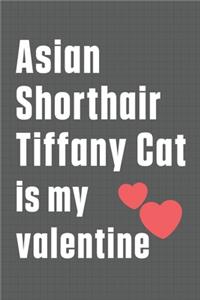 Asian Shorthair Tiffany Cat is my valentine