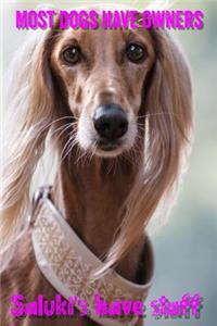 Most Dogs Have Owners Saluki's Have Staff
