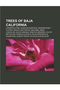 Trees of Baja California