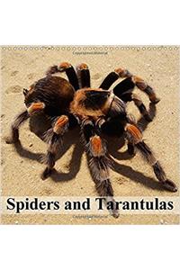 Spiders and Tarantulas 2017
