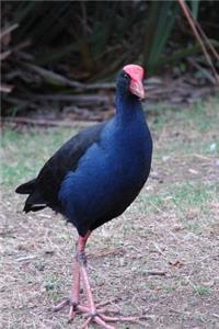 Pukeko Swamp-Hen New Zealand Wading Bird Journal