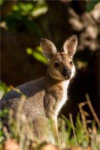 So Sweet Young Juvenile Wallaby in Australia Journal