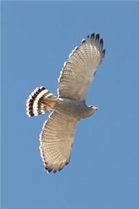 Gray Hawk Soaring in a Blue Sky Raptor Bird Journal