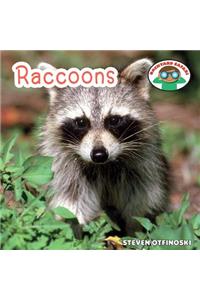 Raccoons