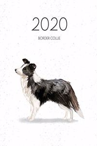 2020 Border Collie