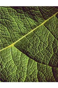 Leaf Veins Sketchbook