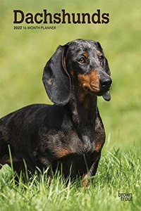 Dachshunds 2022 Engagement