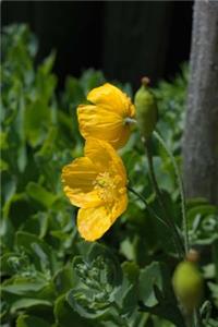 Yellow Iceland Flower Growing Wild Journal
