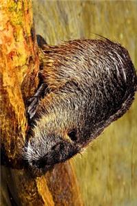 Nutria on a Log Journal