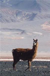 Llama Notebook