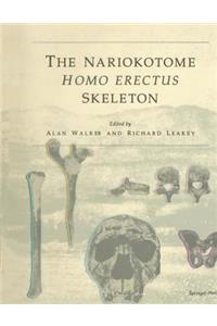 Nariokotome Homo Erectus Skeleton