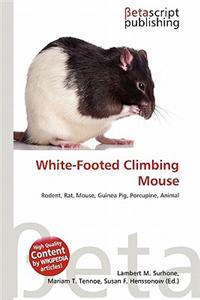 White-Footed Climbing Mouse