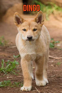 Dingo