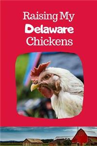Raising My Delaware Chickens