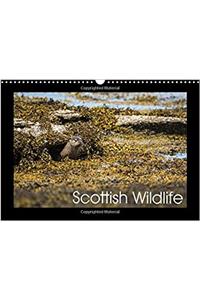 Scottish Wildlife 2018