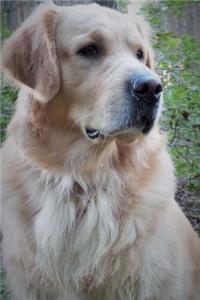 The Golden Retriever Dog Journal
