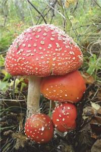 Poisonous Amanita Mushroom Journal (the Journal Is Safe Though): 150 Page Lined Notebook/Diary