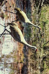 A Pair of Red Cranes in Punta Gorda Florida
