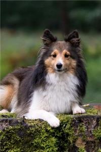 Hello Adorable Sheltie Dog Pet Journal