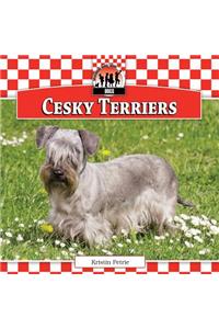 Cesky Terriers